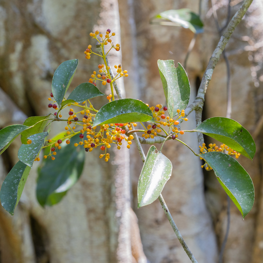 Chân chim bầu dục – Heptapleurum ellipticum