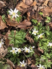 Anemonoides nemorosa