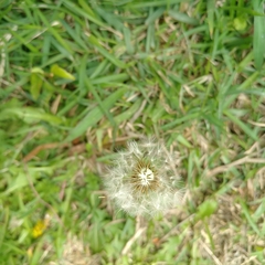 Taraxacum formosanum