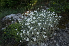 Cerastium biebersteinii