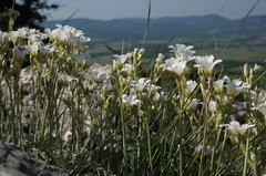 Cerastium biebersteinii