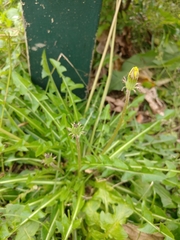 Taraxacum formosanum