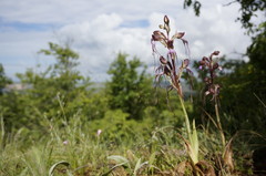 Himantoglossum comperianum