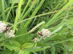 Brachyleptura