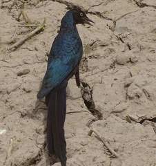 Lamprotornis caudatus