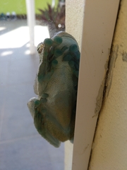 Itapotihyla langsdorffii