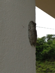 Itapotihyla langsdorffii