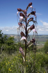 Himantoglossum comperianum