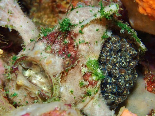 Lophiocharon lithinostomus