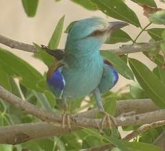 Coracias abyssinicus