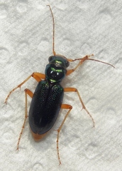 Tetracha virginica