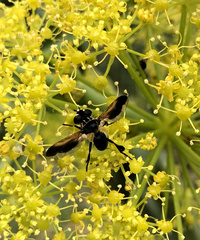 Galactomyia