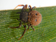 Cymbacha ocellata