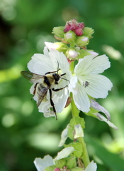 Sidalcea candida