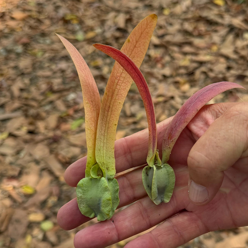 Dipterocarpus alatus, photograph 3