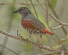 Pytilia phoenicoptera