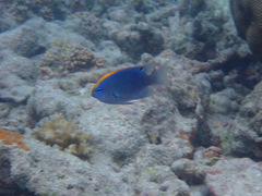 Pomacentrus indicus