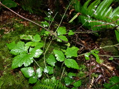 Tiarella trifoliata trifoliata