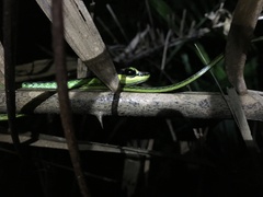 Dendrelaphis formosus