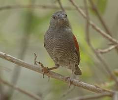 Pytilia phoenicoptera