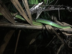 Dendrelaphis formosus