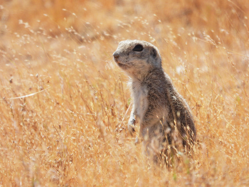 Mohave Ground Squirrel observed by diomedea_exulans_li
