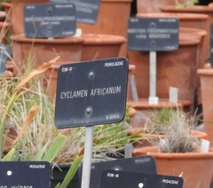 Cyclamen africanum