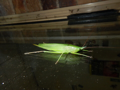 Pseudorhynchus mimeticus