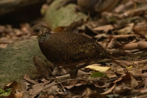 Scaly-breasted Partridge (Tonkin)