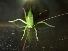 Pseudorhynchus mimeticus