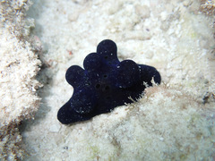 Coriocella hibyae