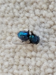Calliphora