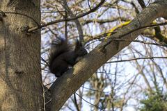 Sciurus vulgaris