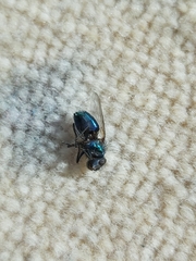 Calliphora