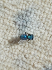 Calliphora