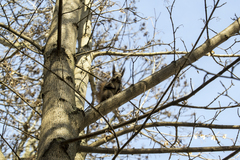 Sciurus vulgaris