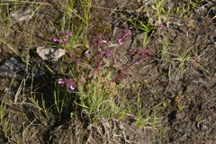 Pedicularis pennellii