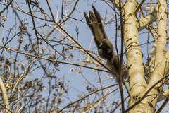 Sciurus vulgaris