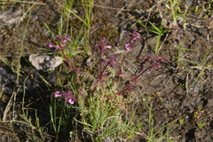Pedicularis pennellii