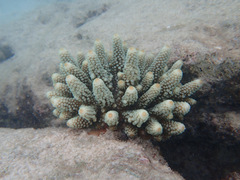 Acropora humilis