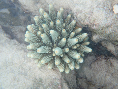Acropora humilis