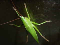 Pseudorhynchus mimeticus