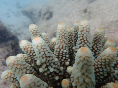Acropora humilis