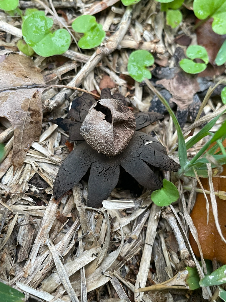 Astraeus morganii · April 2026 · photo: © orandeart (iNaturalist, cc-by)