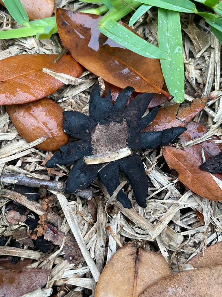 Astraeus morganii · April 2026 · photo: © orandeart (iNaturalist, cc-by)