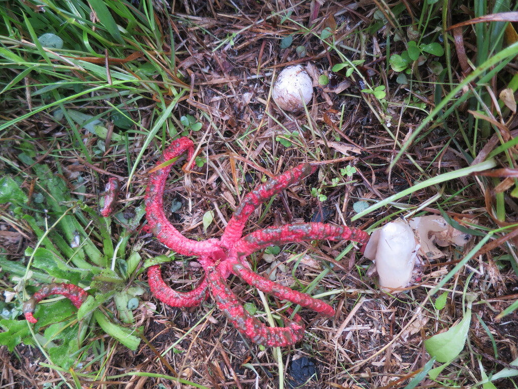 Clathrus archeri · April 2026 · photo: © alice_shanks (iNaturalist, cc-by)