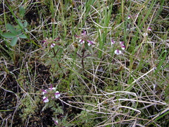 Pedicularis pennellii