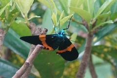 Milionia zonea pryeri