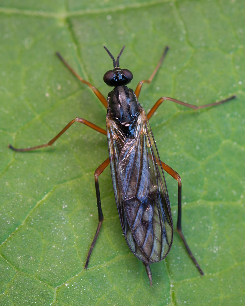 Common Awl-fly