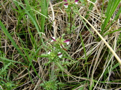 Pedicularis pennellii